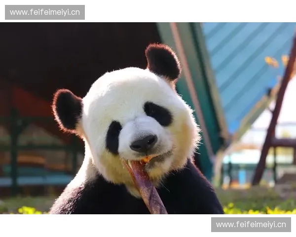 熊猫赛事微博全新升级开启互动新时代精彩内容等你来探索